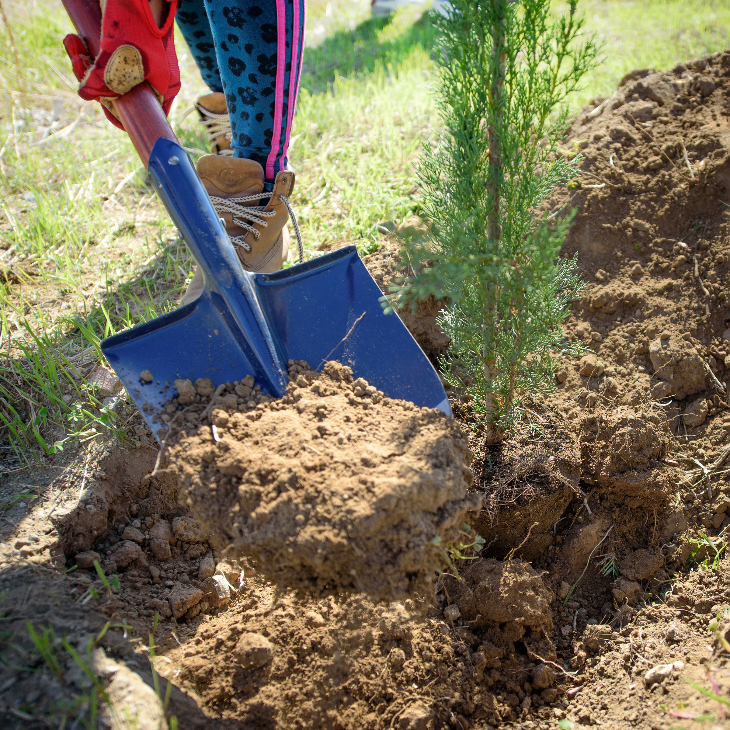 Community members planting trees in a green space garden "planting service in butler pa"