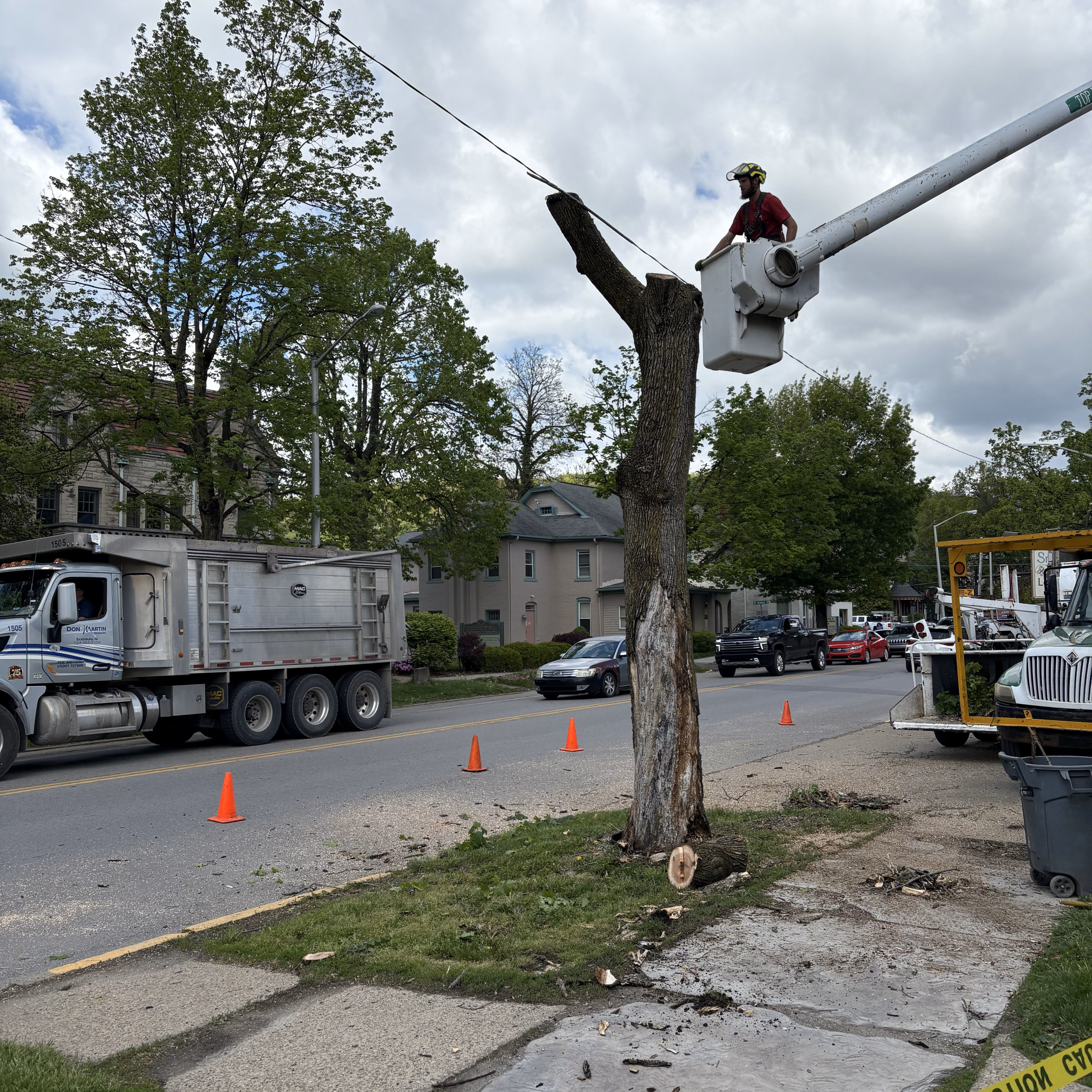 tree removal in butler pa