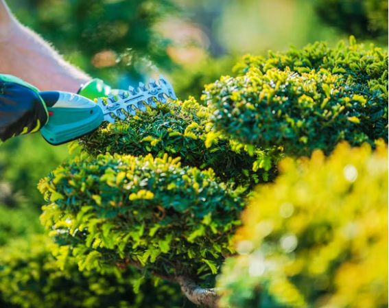 shrub trimming in butler pa
