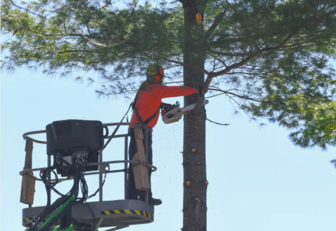 tree trimming company in butler pa